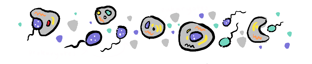 A cartoon of Eukaryotic and Procariotic cells.