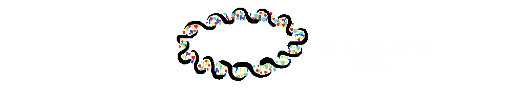 A mitochodrial DNA ring