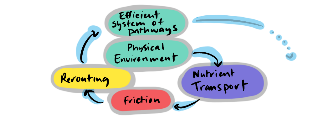 A convolution in the nutrient delivery spiral: Physical Environment > Nutrient Transport > Friction > Rerouting > Efficient System of Pathways