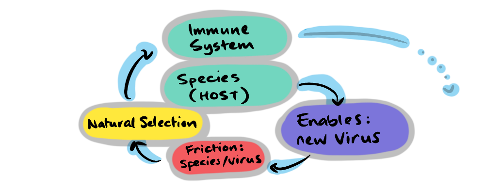 A convolution in the evolution of the immune system: Host species > Enables new virus > Friction (between the host and virus) > Natural selection > Immune System