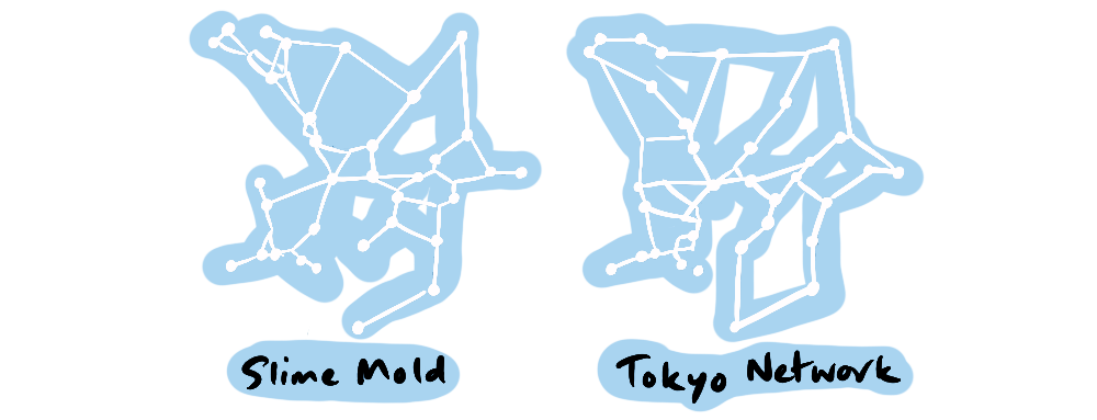 Sketched comparison of the slime mold and Tokyo rail network
