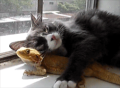 Cat and Lizard Friendship