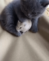 Cat and Mouse Friendship