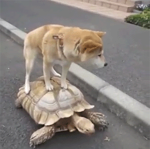 Dog and Turtle Friendship