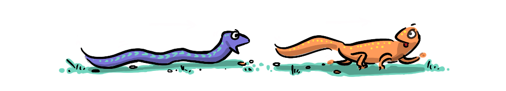 A snake chasing a newt